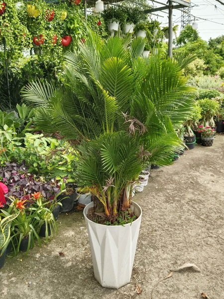 Cho thuê cây cau Nhật